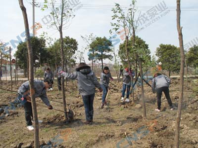 2012.3.12中成泵業(yè)植樹節(jié)活動(dòng)報(bào)道